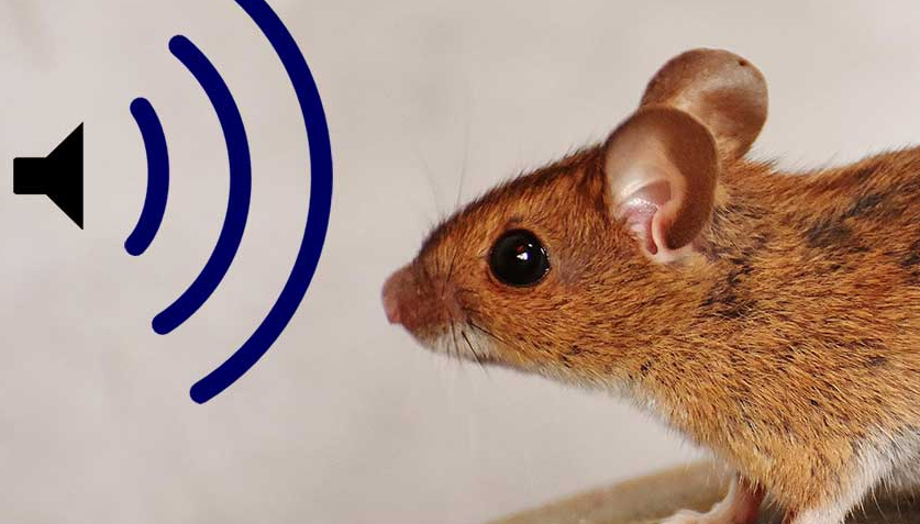 Learn About Ultrasonic Pest Repellers in 3 Minutes