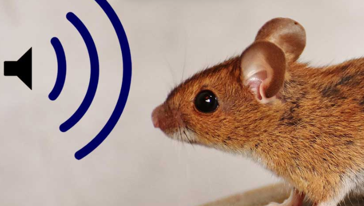 Learn About Ultrasonic Pest Repellers in Just 10 Minutes